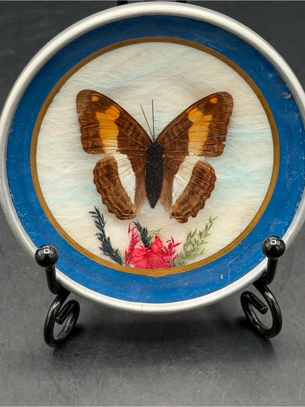 Framed Vintage Taxidermied Butterfly Art in Brown and Gold with Blue Accent